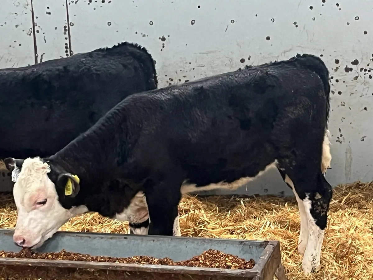 4 Real Proper Reared Hereford HeiferCalves - Image 4