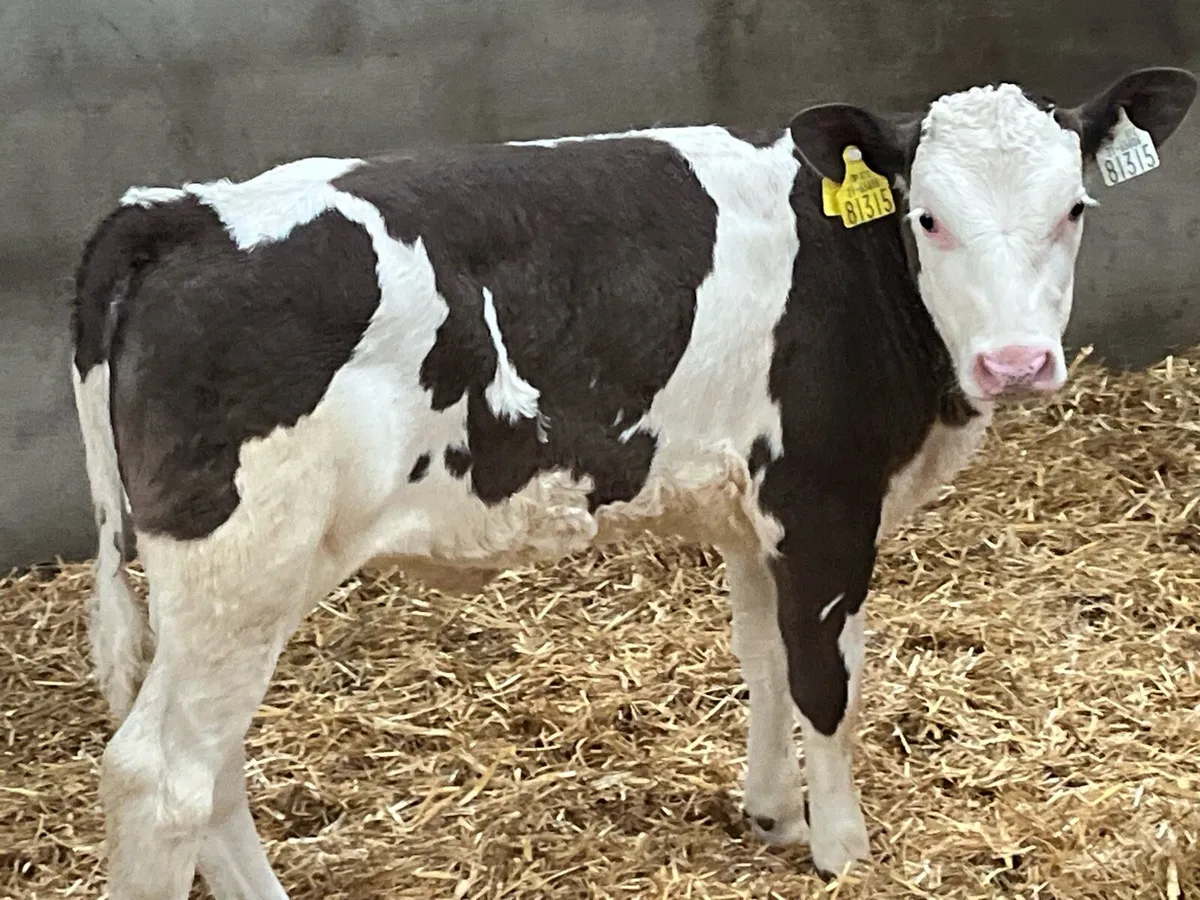 Serious SIM & LIM Heifer Calves - Image 1