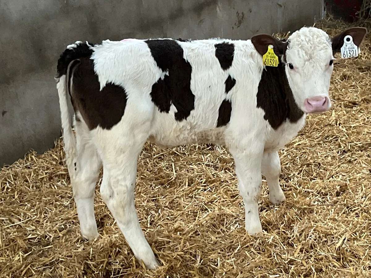 Serious SIM & LIM Heifer Calves - Image 2