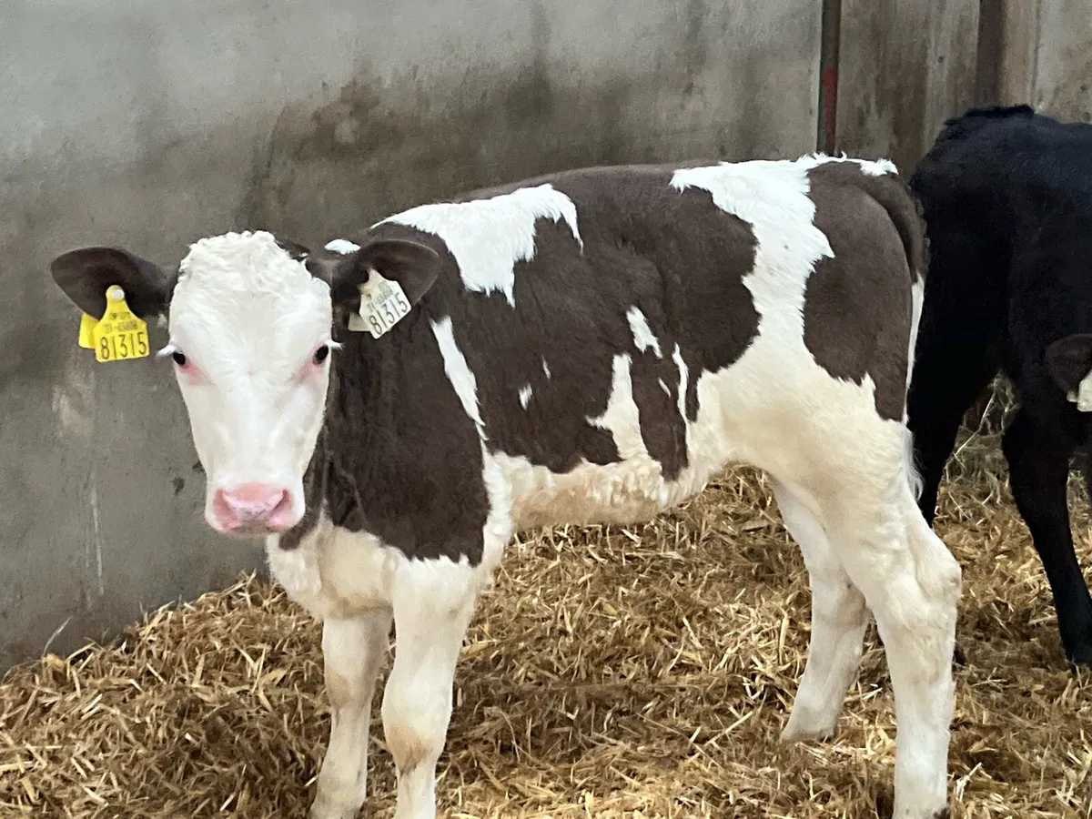 Serious SIM & LIM Heifer Calves - Image 3