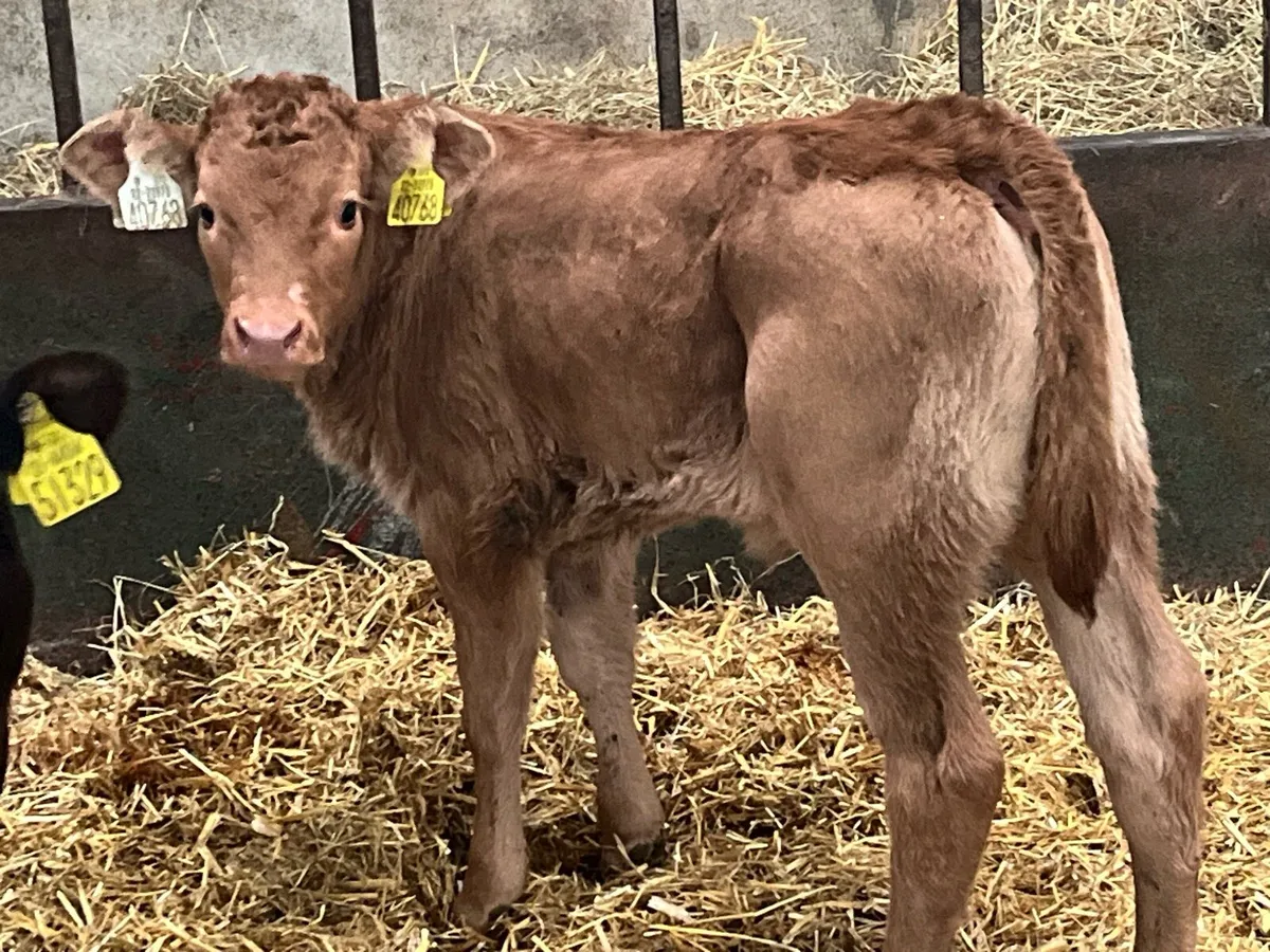 Serious SIM & LIM Heifer Calves - Image 4