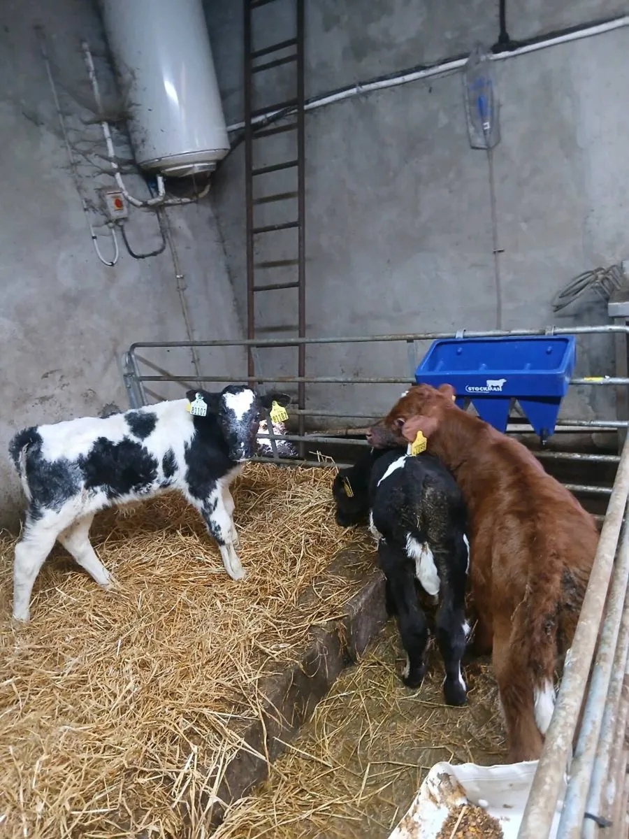 Calves - Image 2