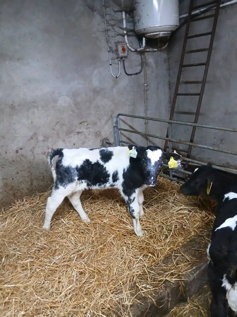 Calves - Image 3