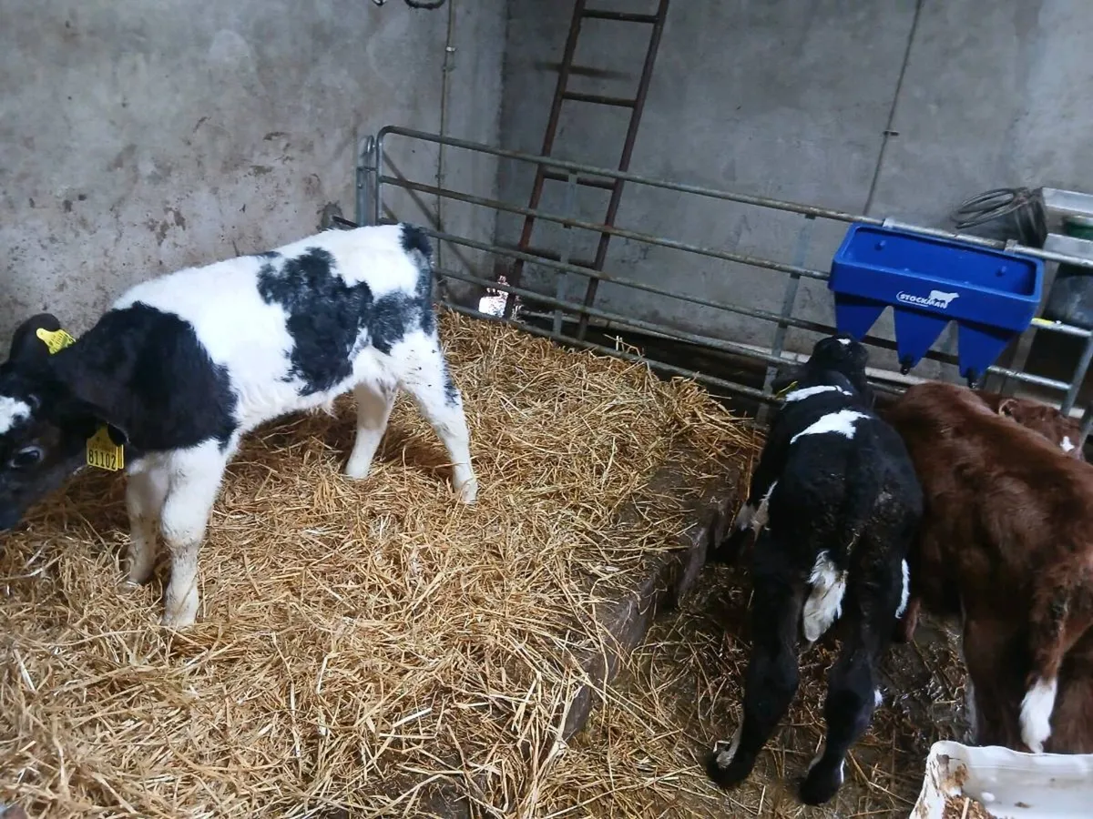 Calves - Image 4
