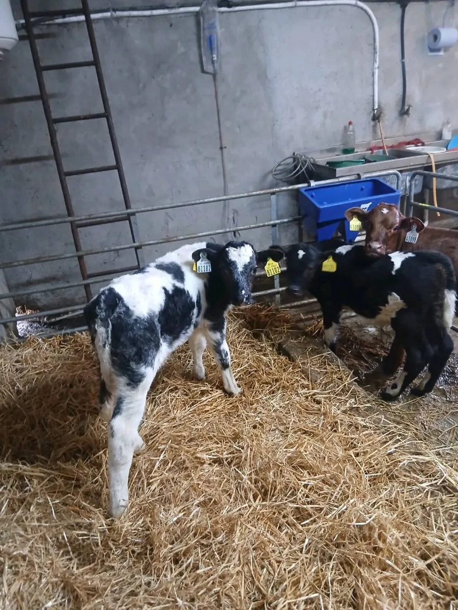Calves - Image 1