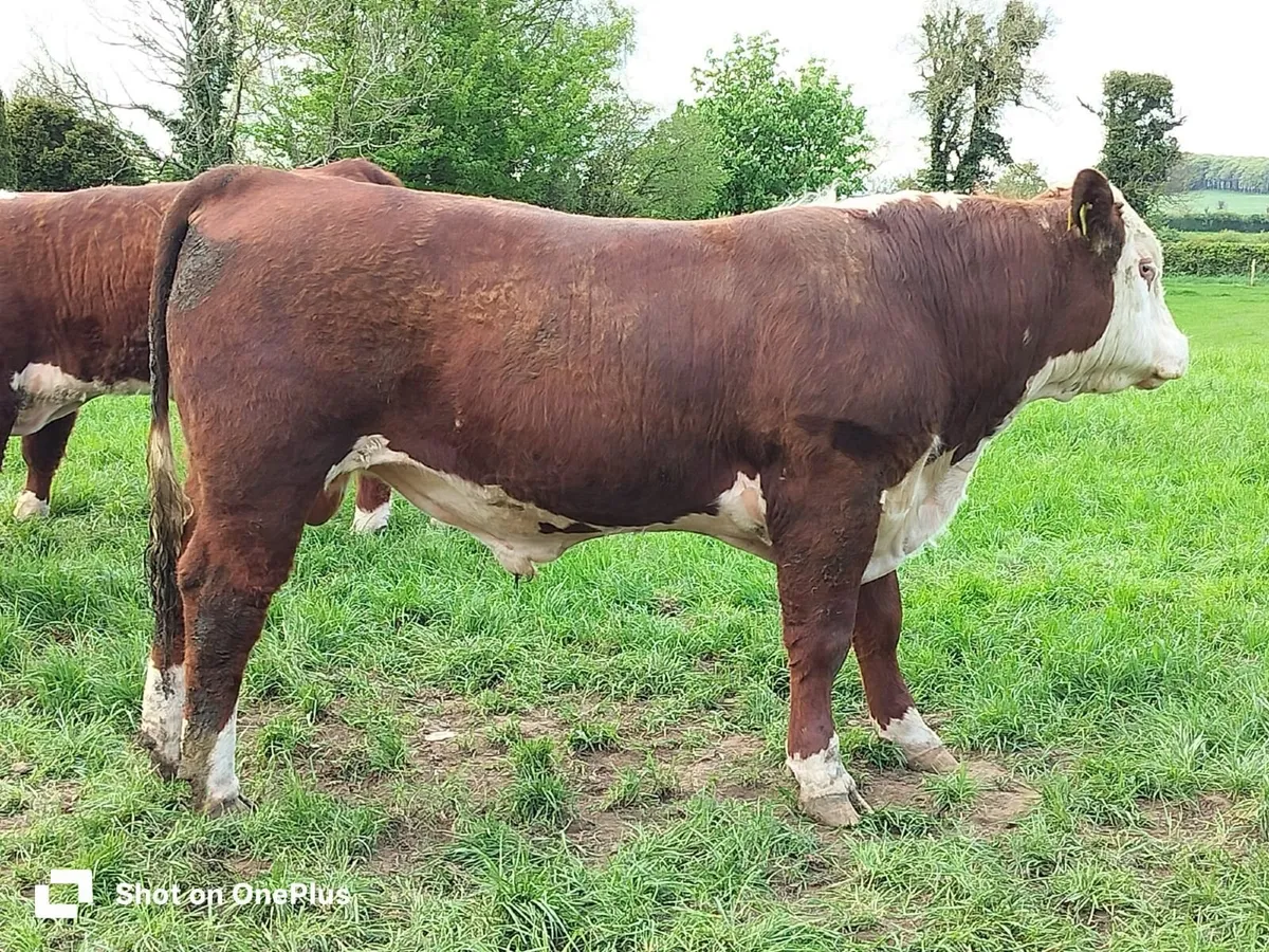Hereford Bulls - Image 1