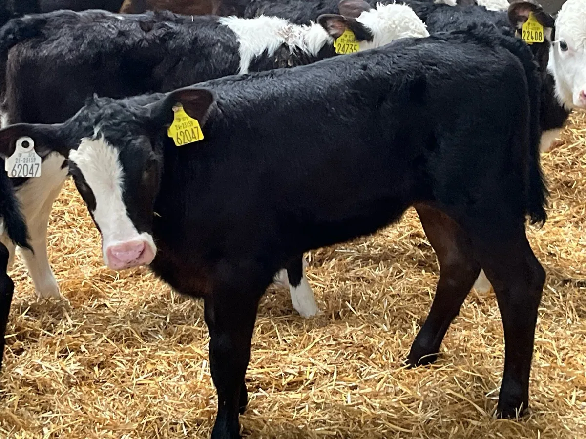 Super 5/8 Week Old AA & HE Heifer Calves - Image 4