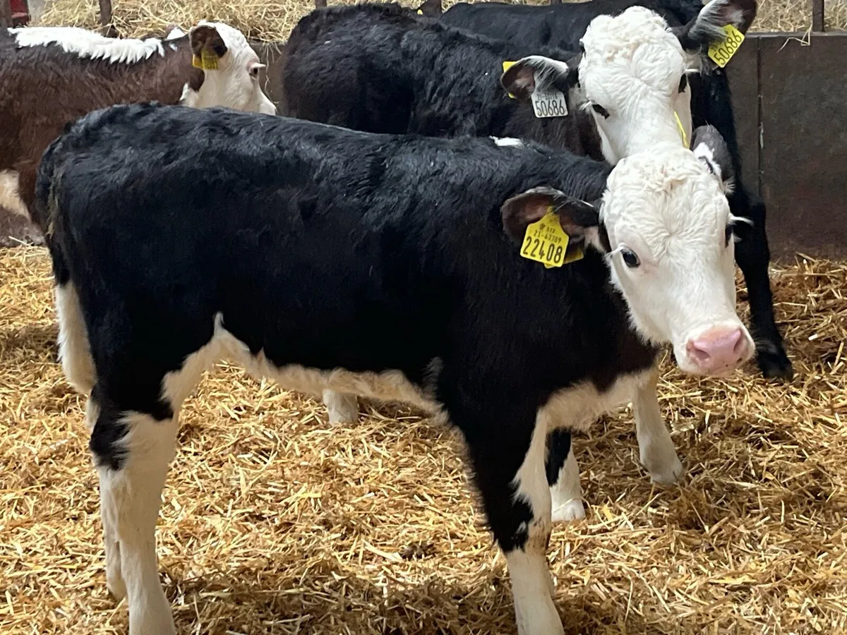Super 5/8 Week Old AA & HE Heifer Calves - Image 1