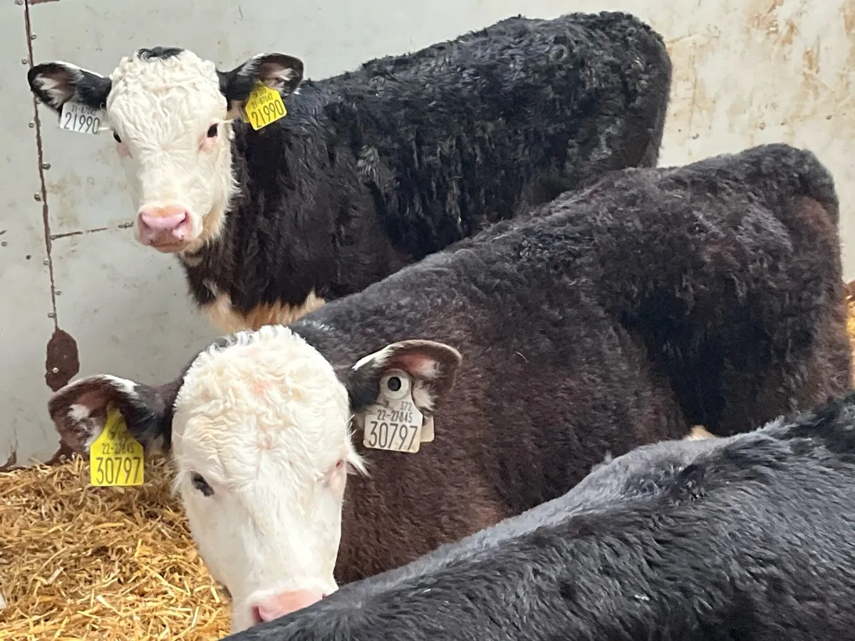 Super 5/8 Week Old AA & HE Heifer Calves - Image 2