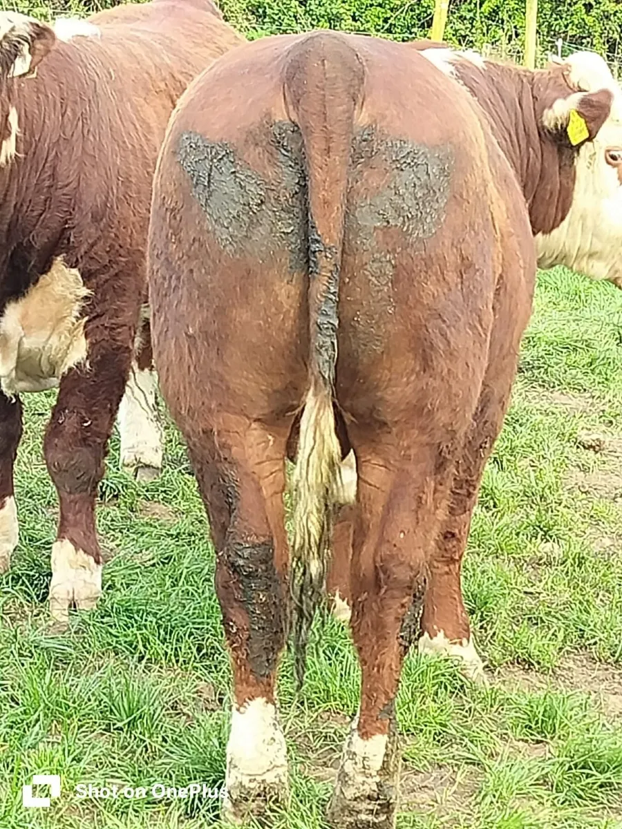 Hereford Bulls - Image 2