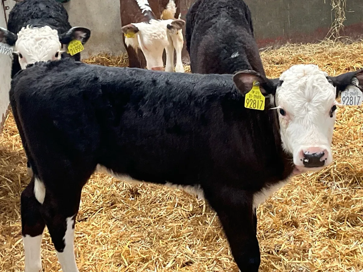 Super 5/8 Week Old AA & HE Heifer Calves - Image 3