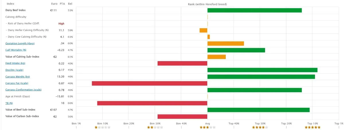 Hereford Bulls - Image 4