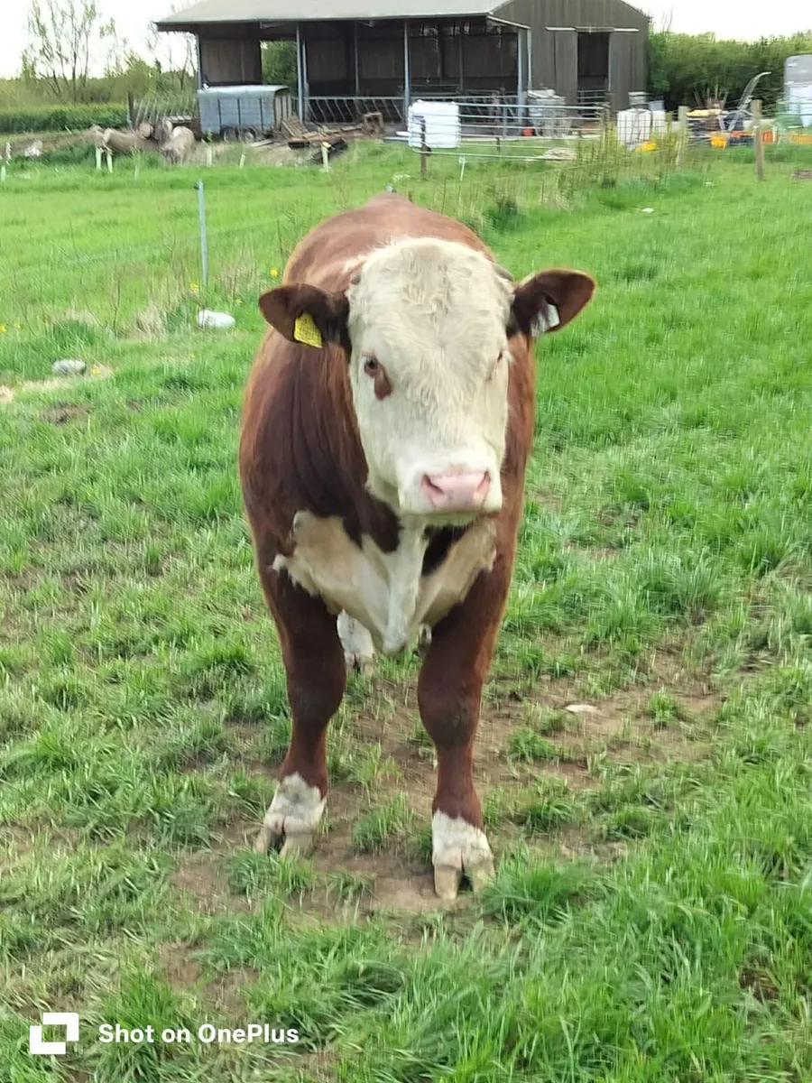 Hereford Bulls - Image 3