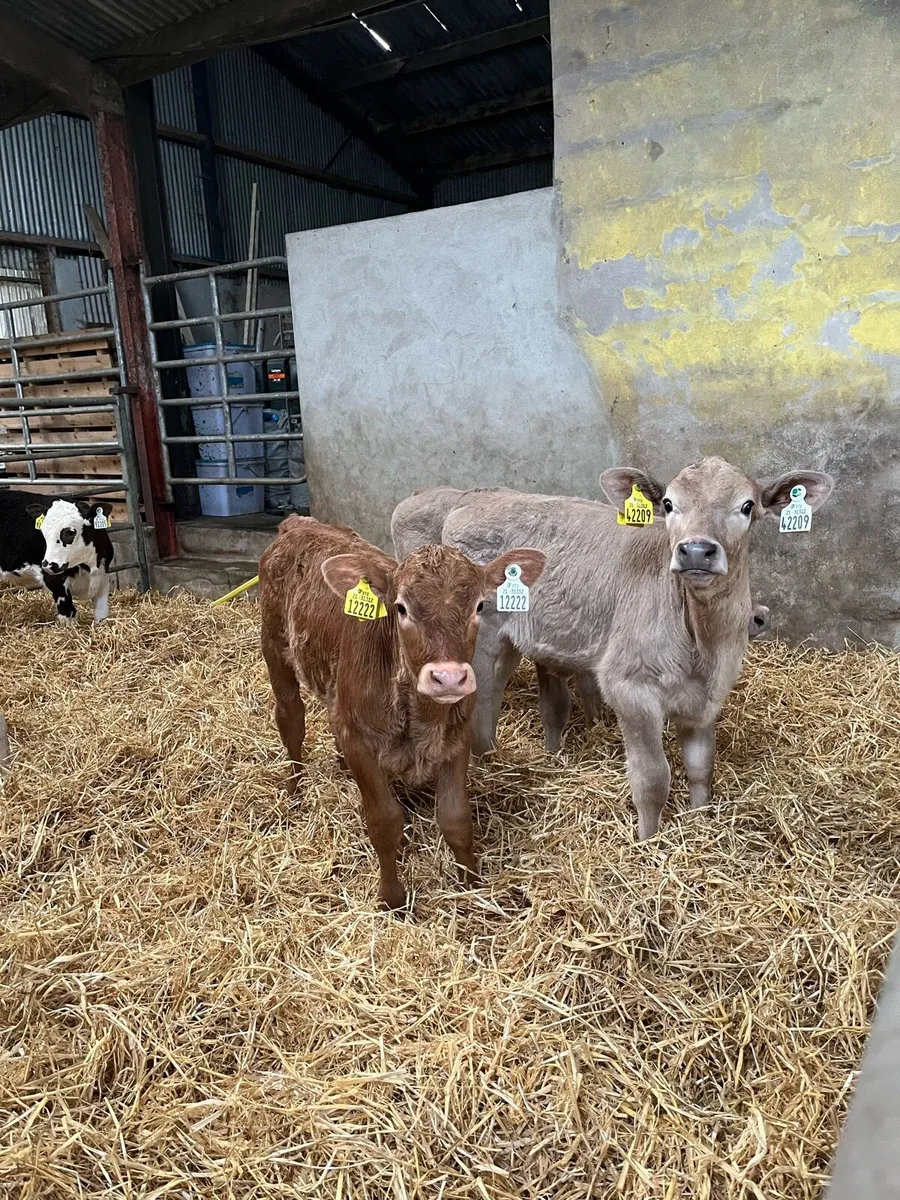 Beef calves for sale - Image 1