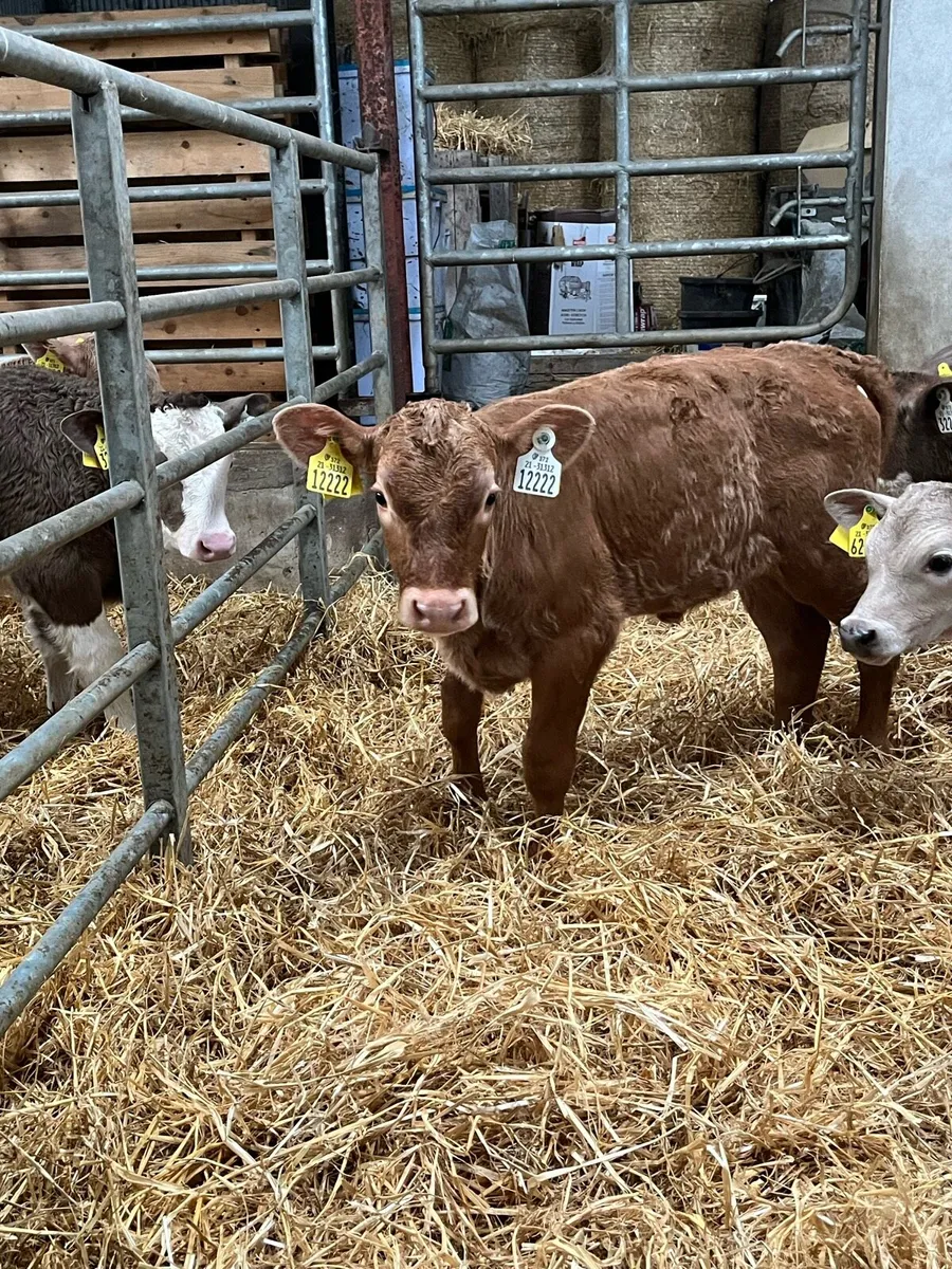 Beef calves for sale - Image 2
