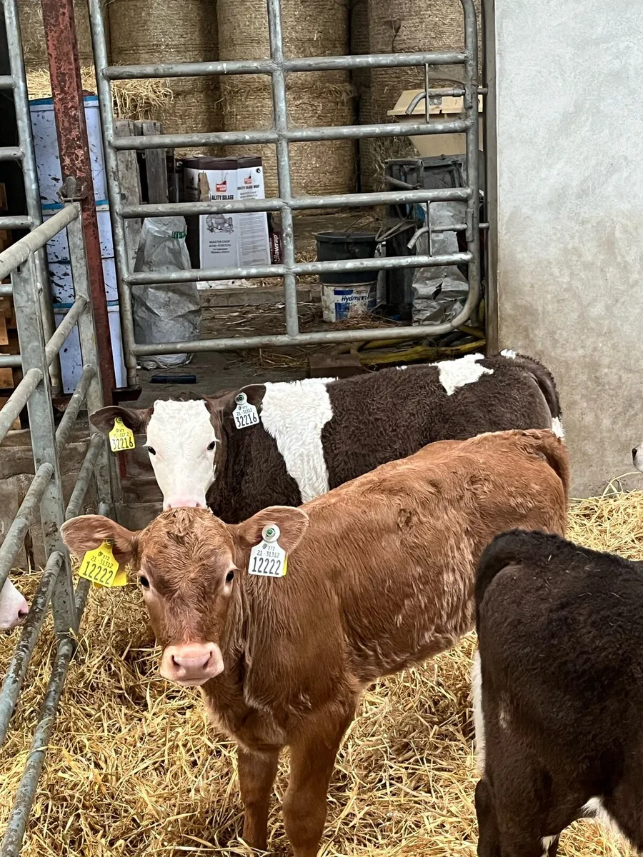 Beef calves for sale - Image 3