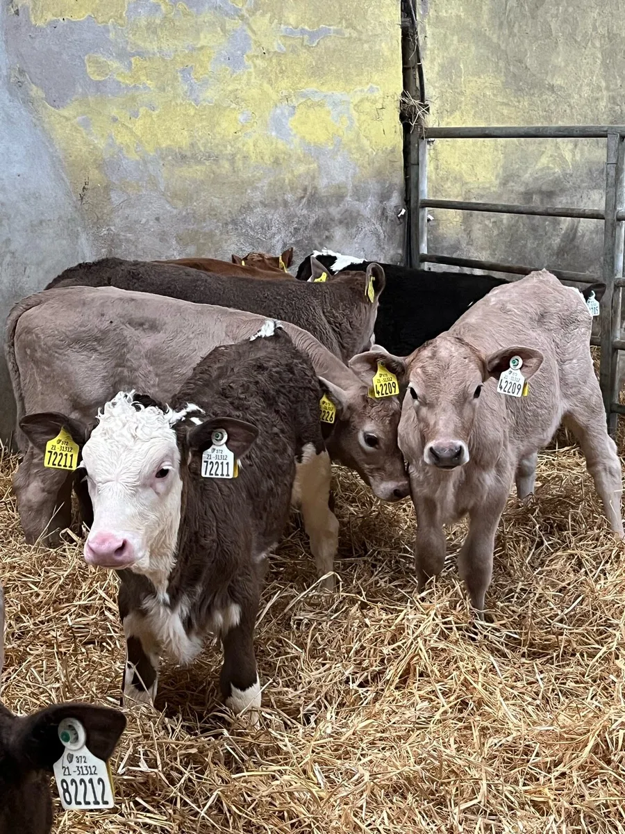 Beef calves for sale - Image 4
