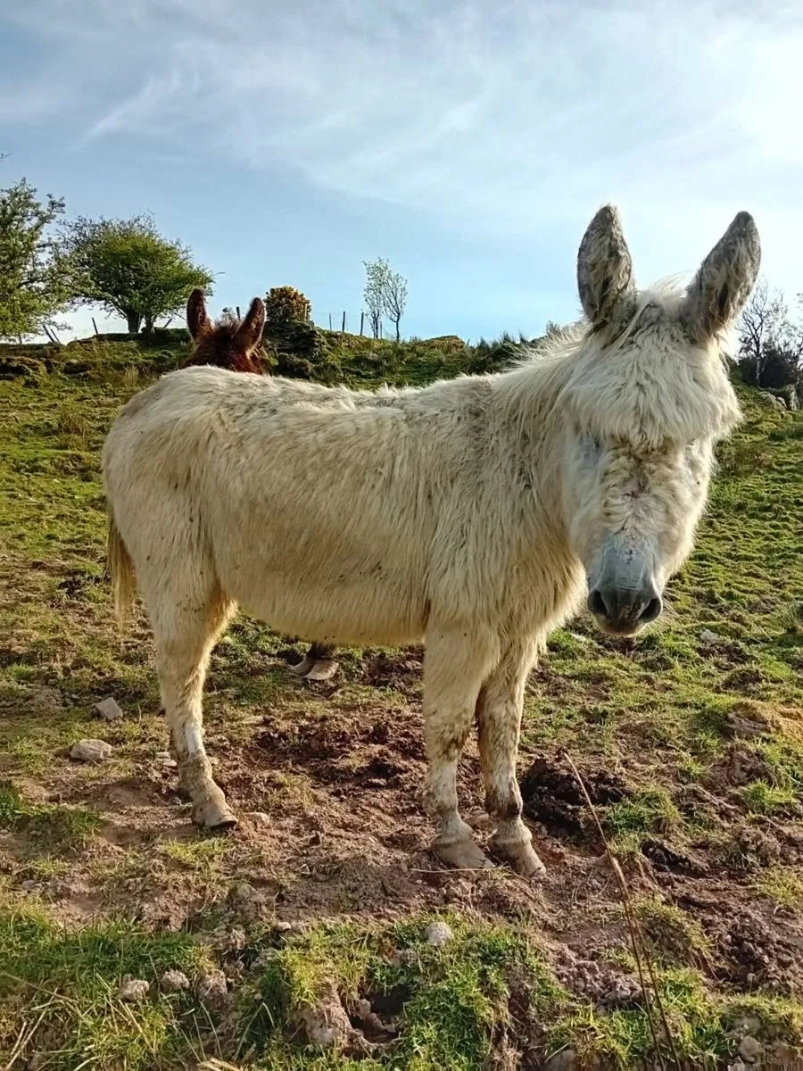 Donkeys - Image 1