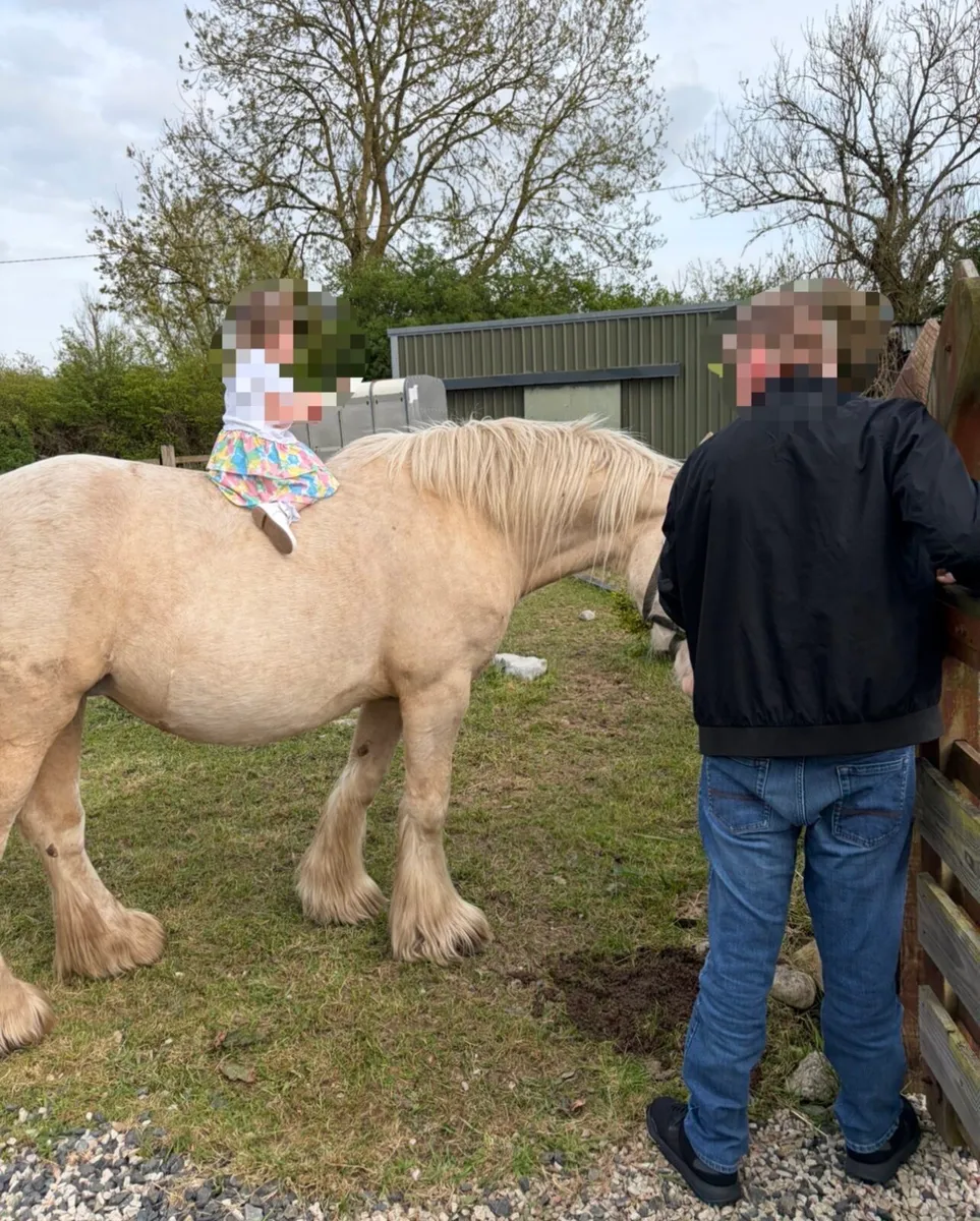Palomino mare - Image 1