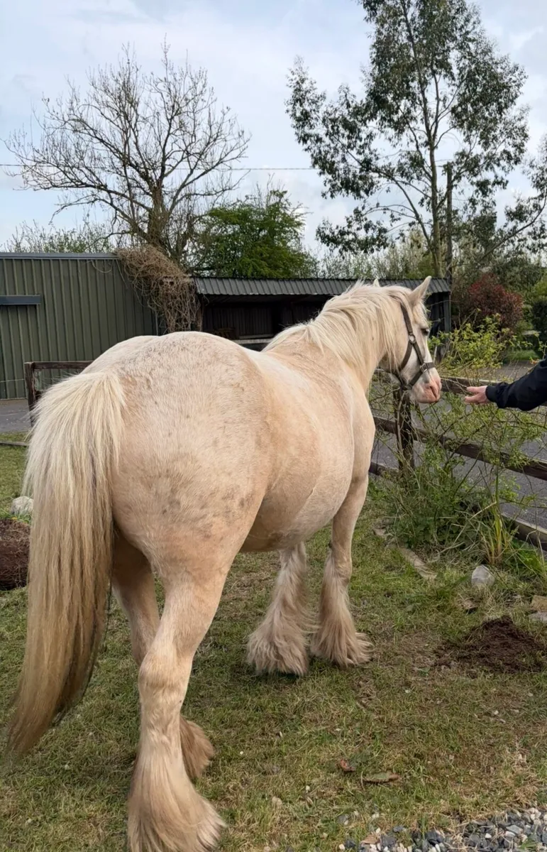 Palomino mare - Image 2