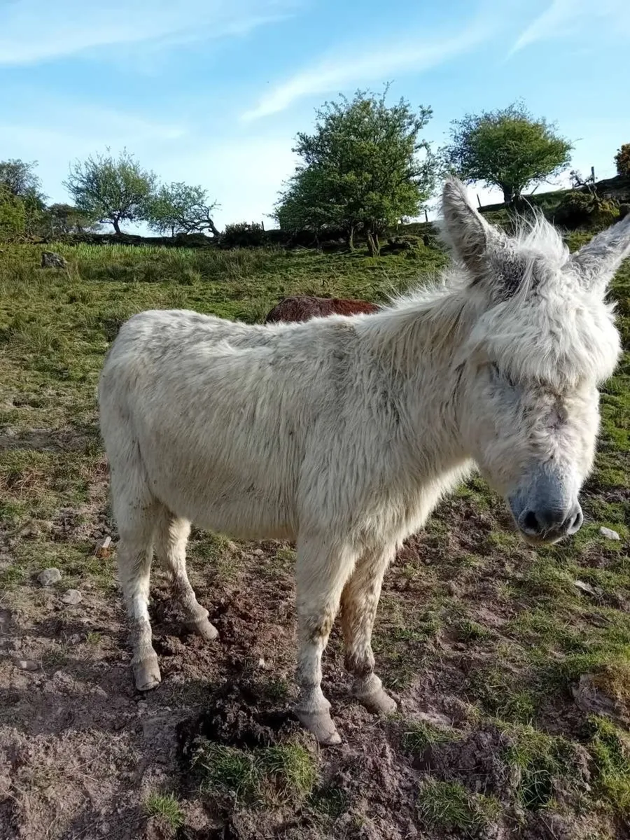 Donkeys - Image 3