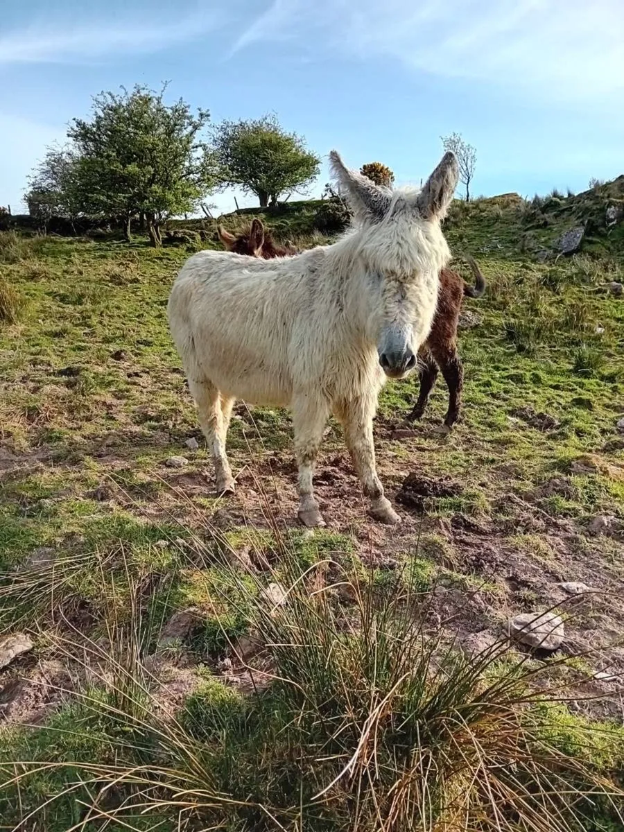 Donkeys - Image 4