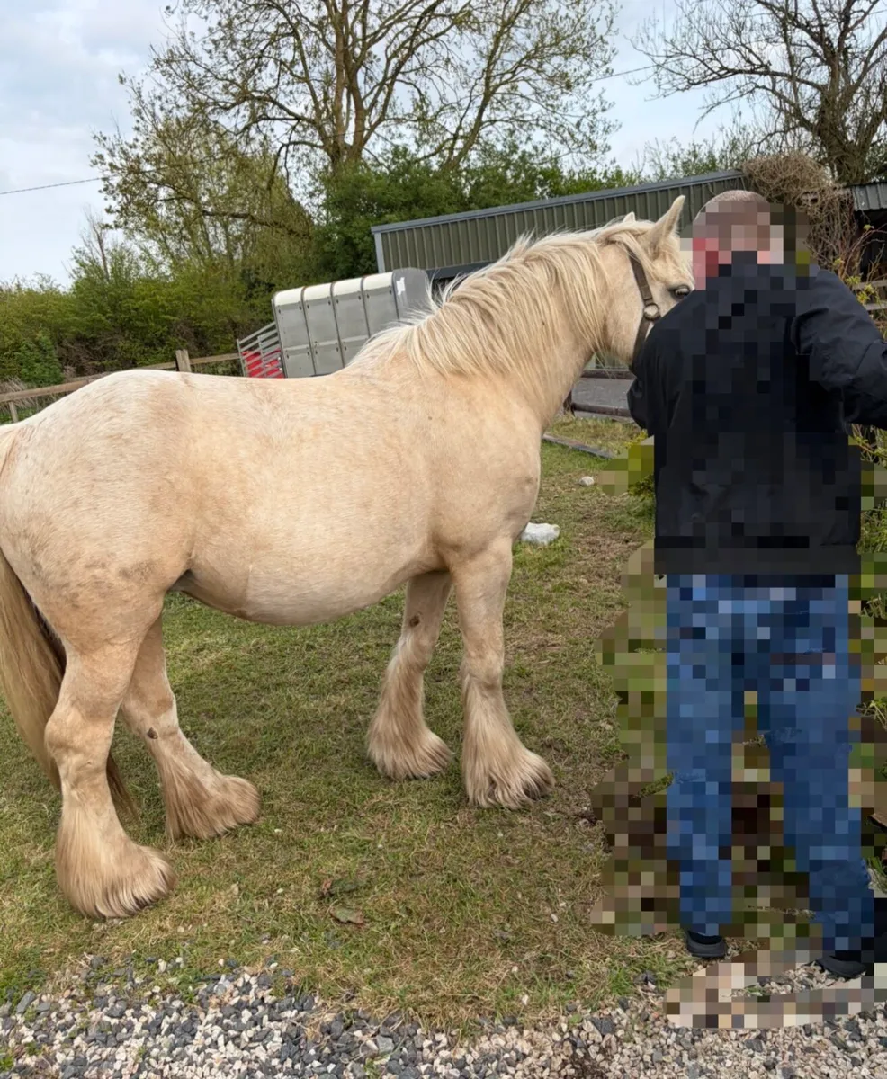 Palomino mare - Image 3