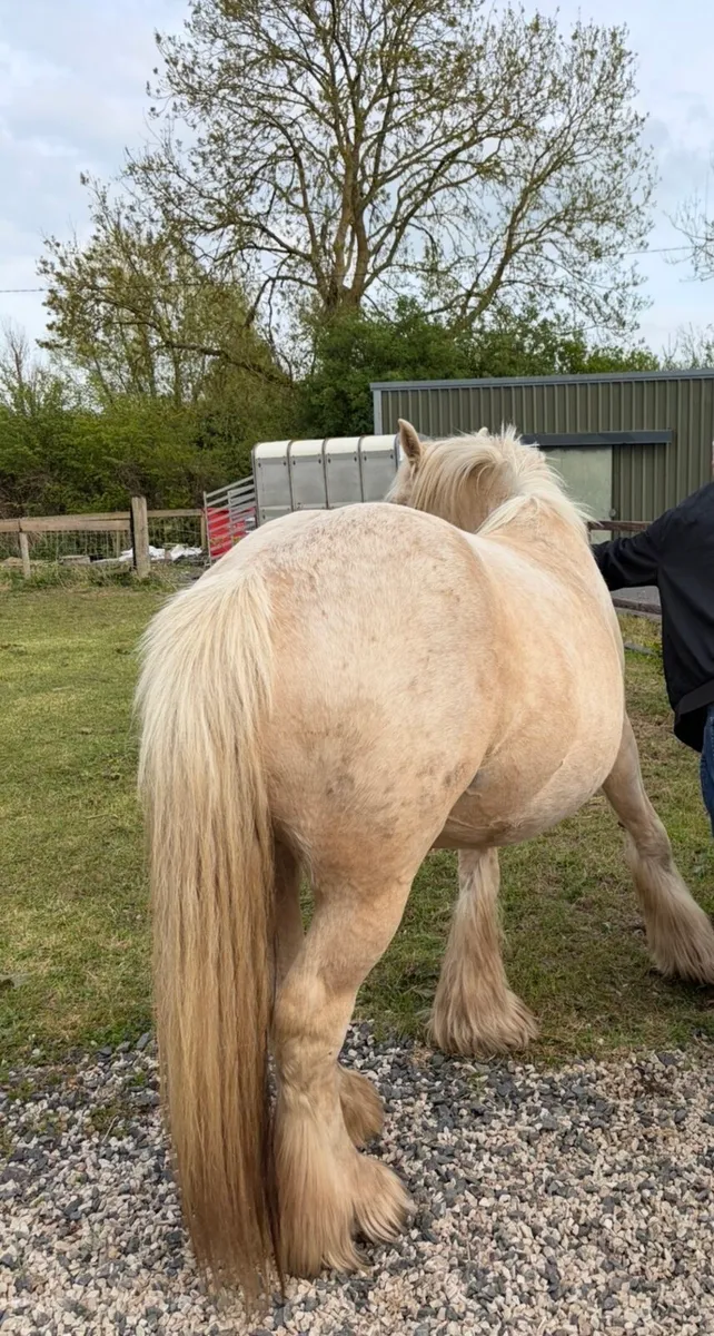 Palomino mare - Image 4