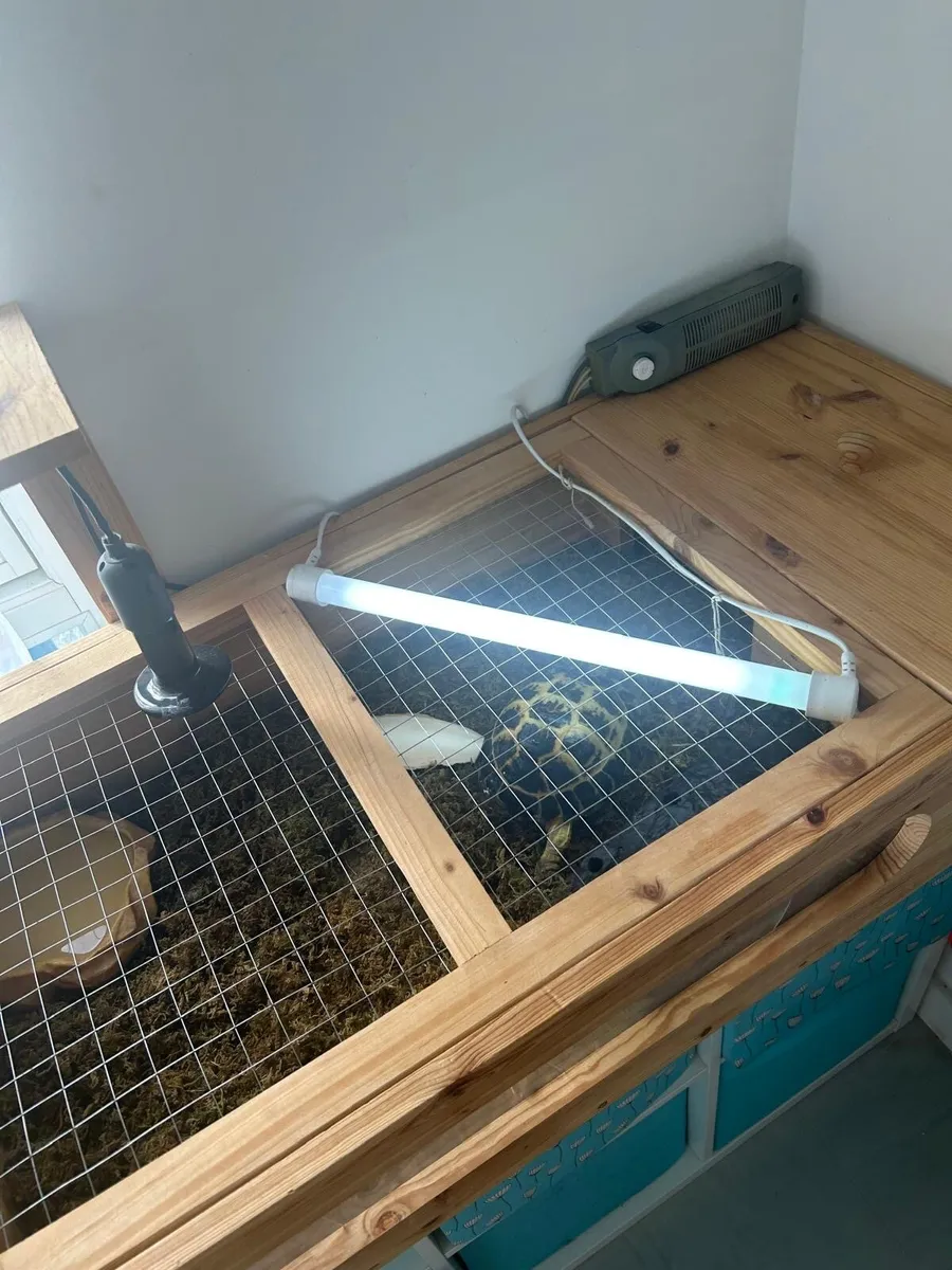 Russian Tortoise - Image 1