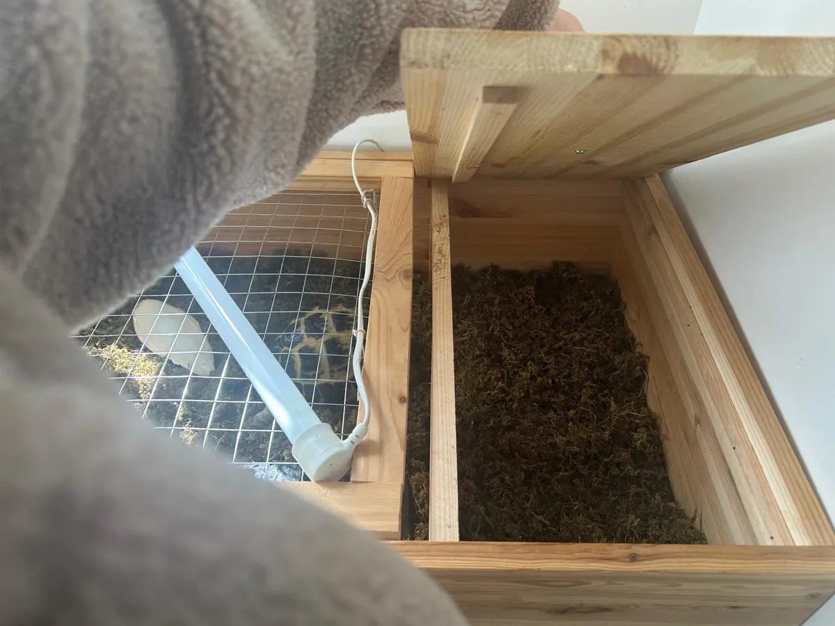 Russian Tortoise - Image 2