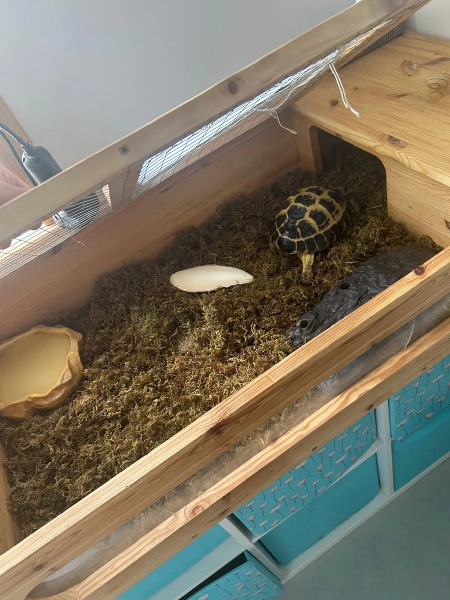 Russian Tortoise - Image 3