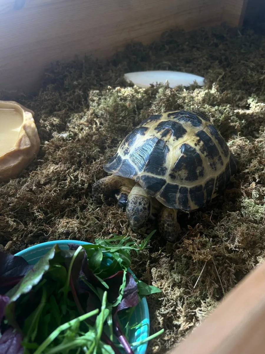 Russian Tortoise - Image 4
