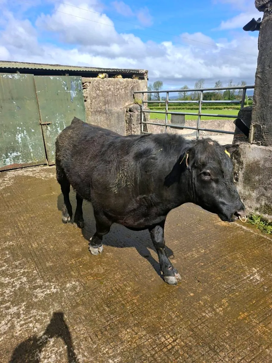 Aberdeen angus bull - Image 1