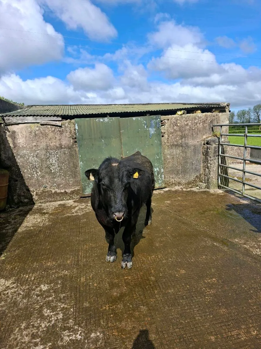 Aberdeen angus bull - Image 2