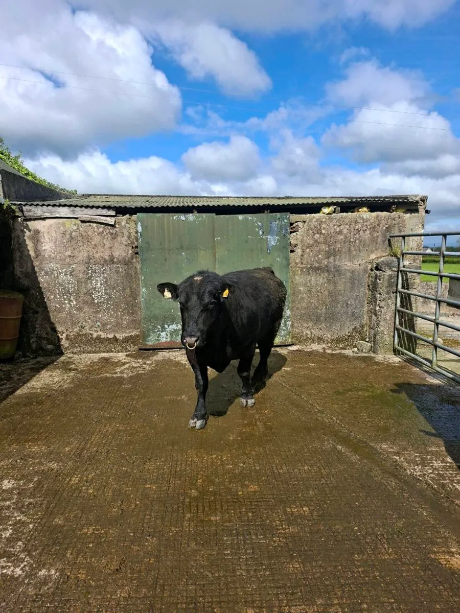 Aberdeen angus bull - Image 3