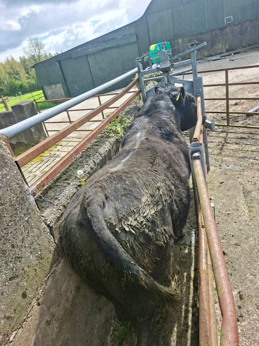 Aberdeen angus bull - Image 4