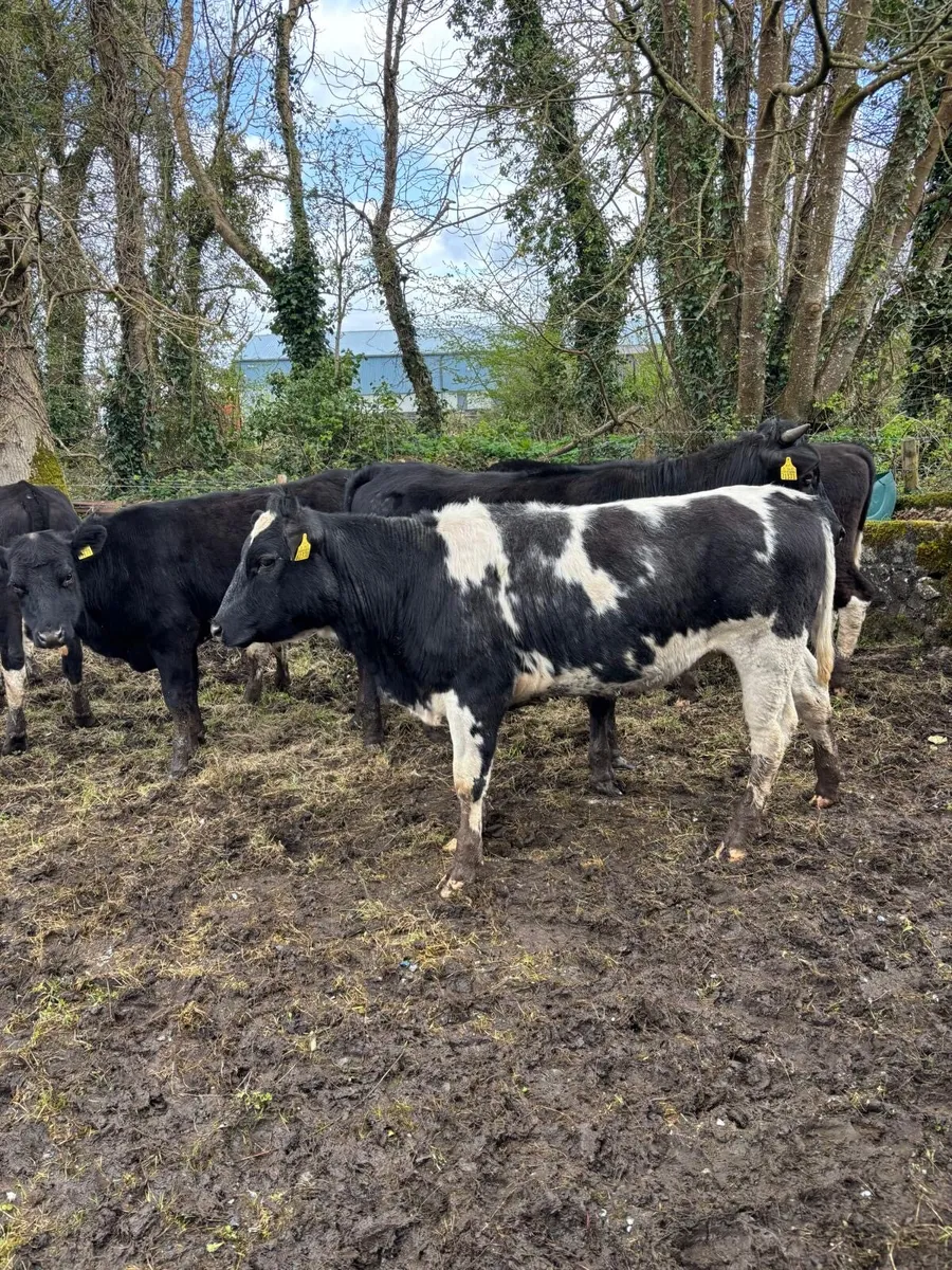 20 Bullocks and heifers - Image 1