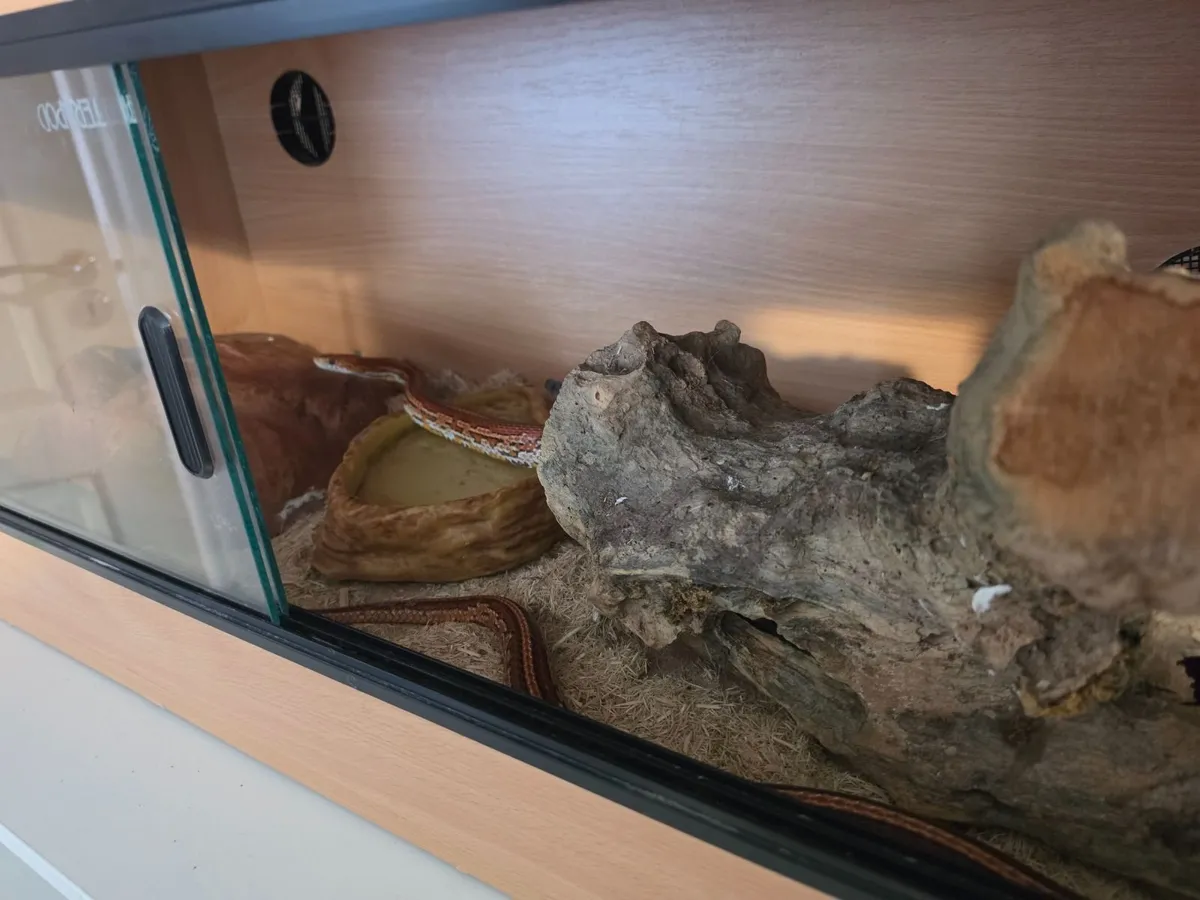 Corn Snake + Vivarium with accessories - Image 1