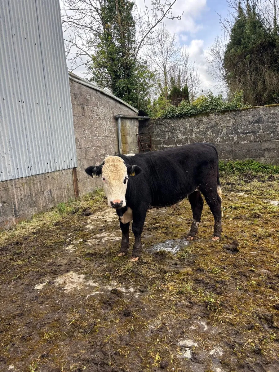 20 Bullocks and heifers - Image 2