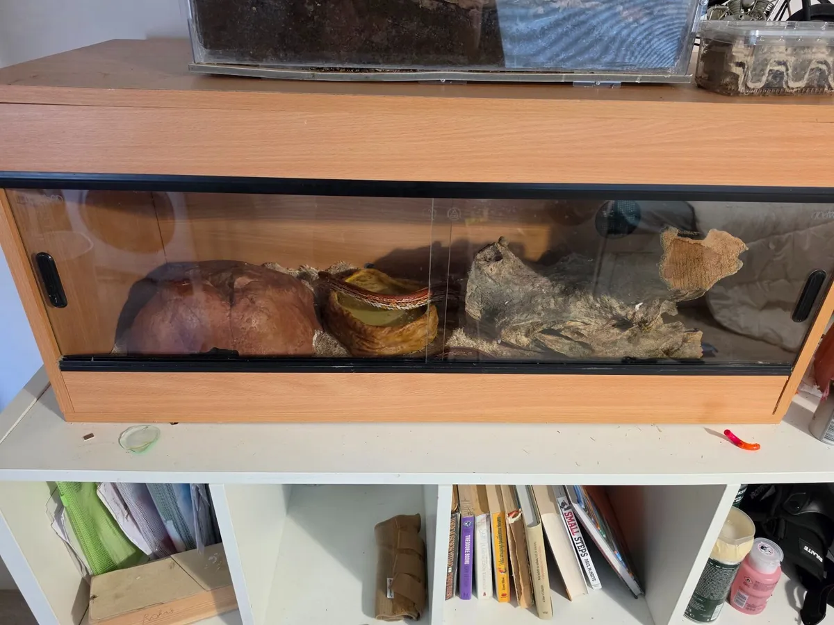 Corn Snake + Vivarium with accessories - Image 2