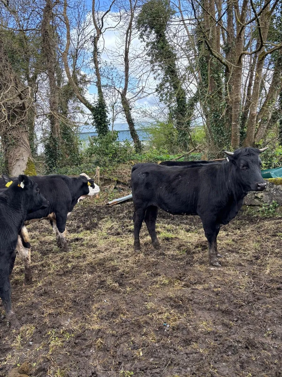 20 Bullocks and heifers - Image 3