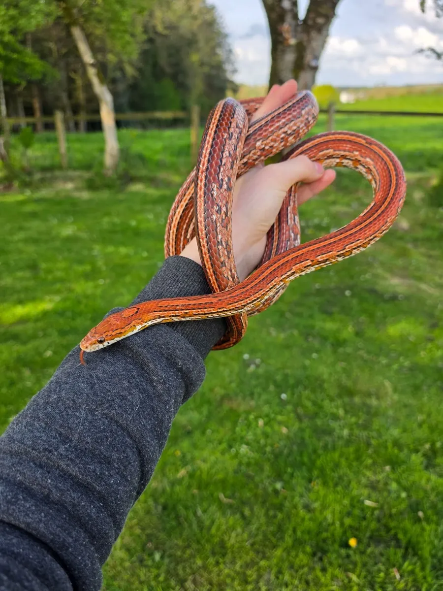 Corn Snake + Vivarium with accessories - Image 4
