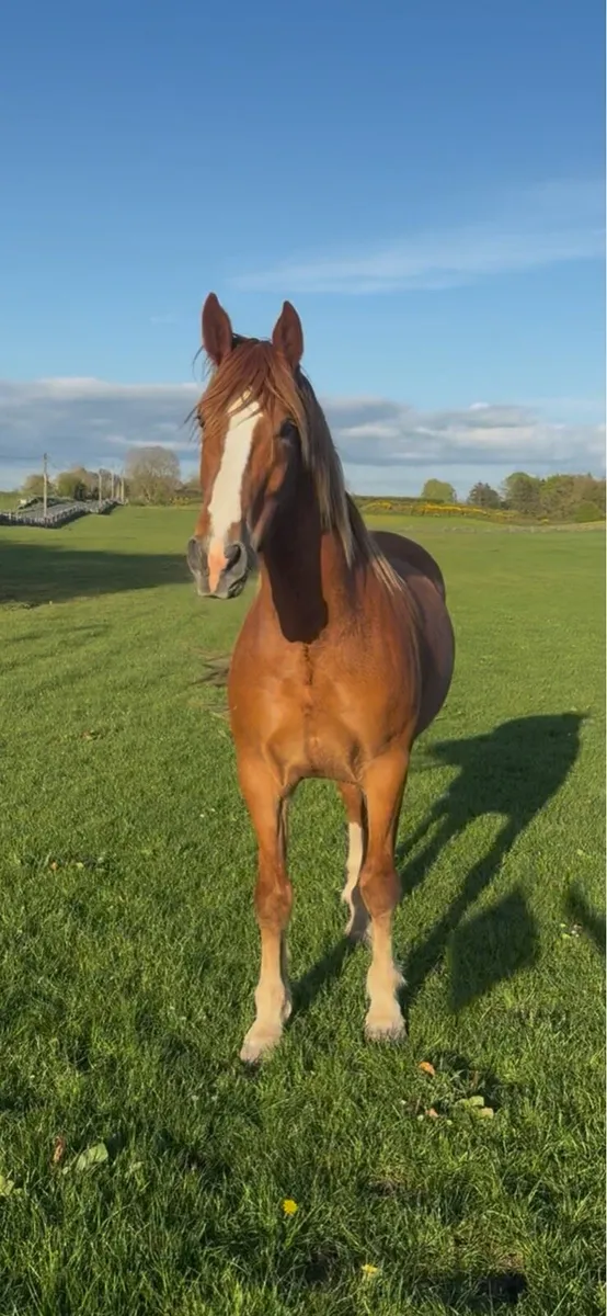 Irish draught gelding - Image 2