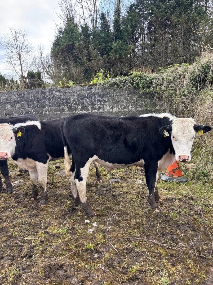 20 Bullocks and heifers - Image 4