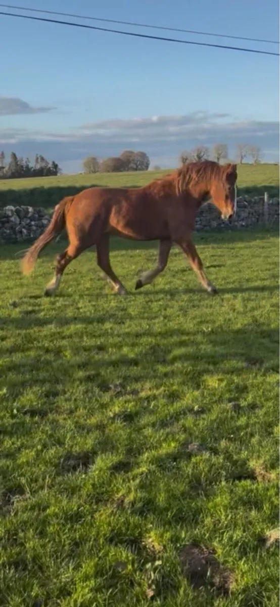 Irish draught gelding - Image 3