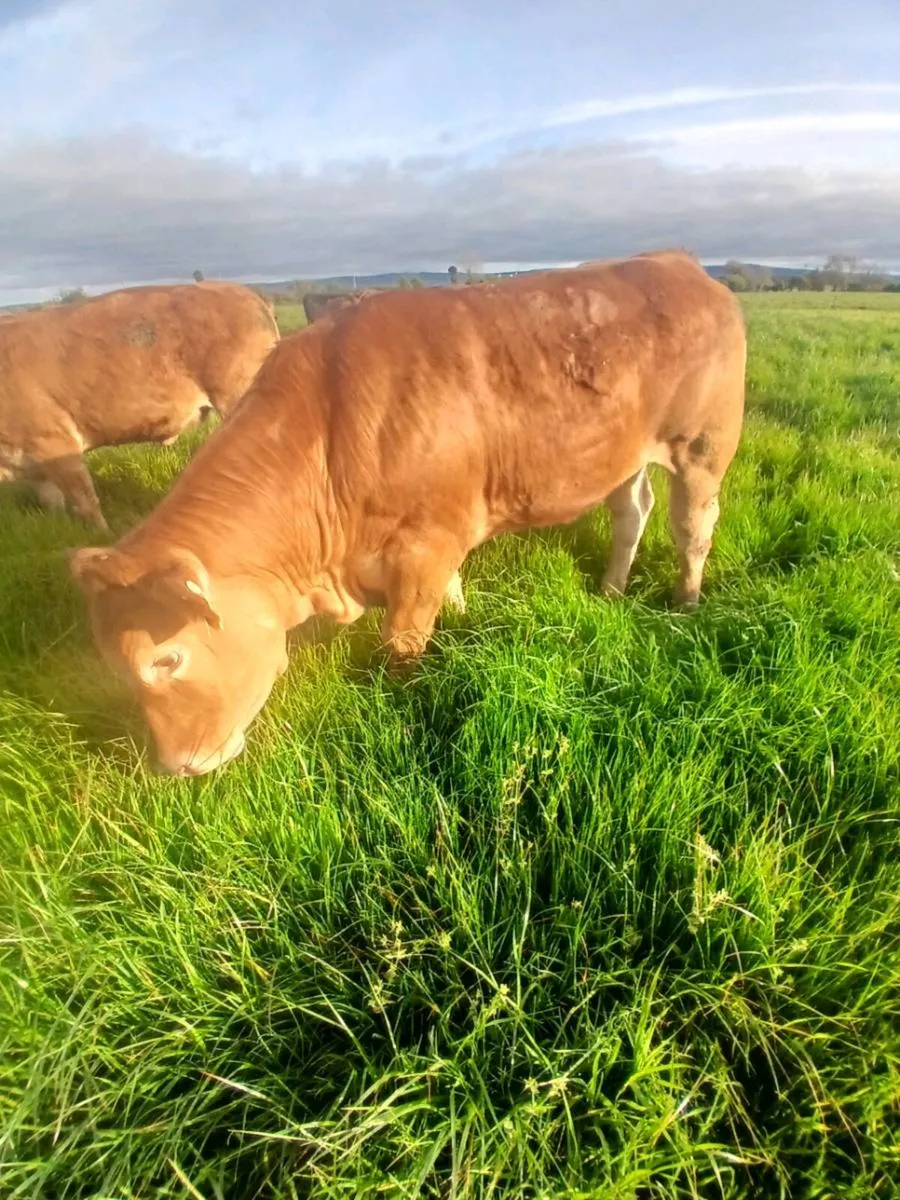 PBR Limousin heifers - Image 1
