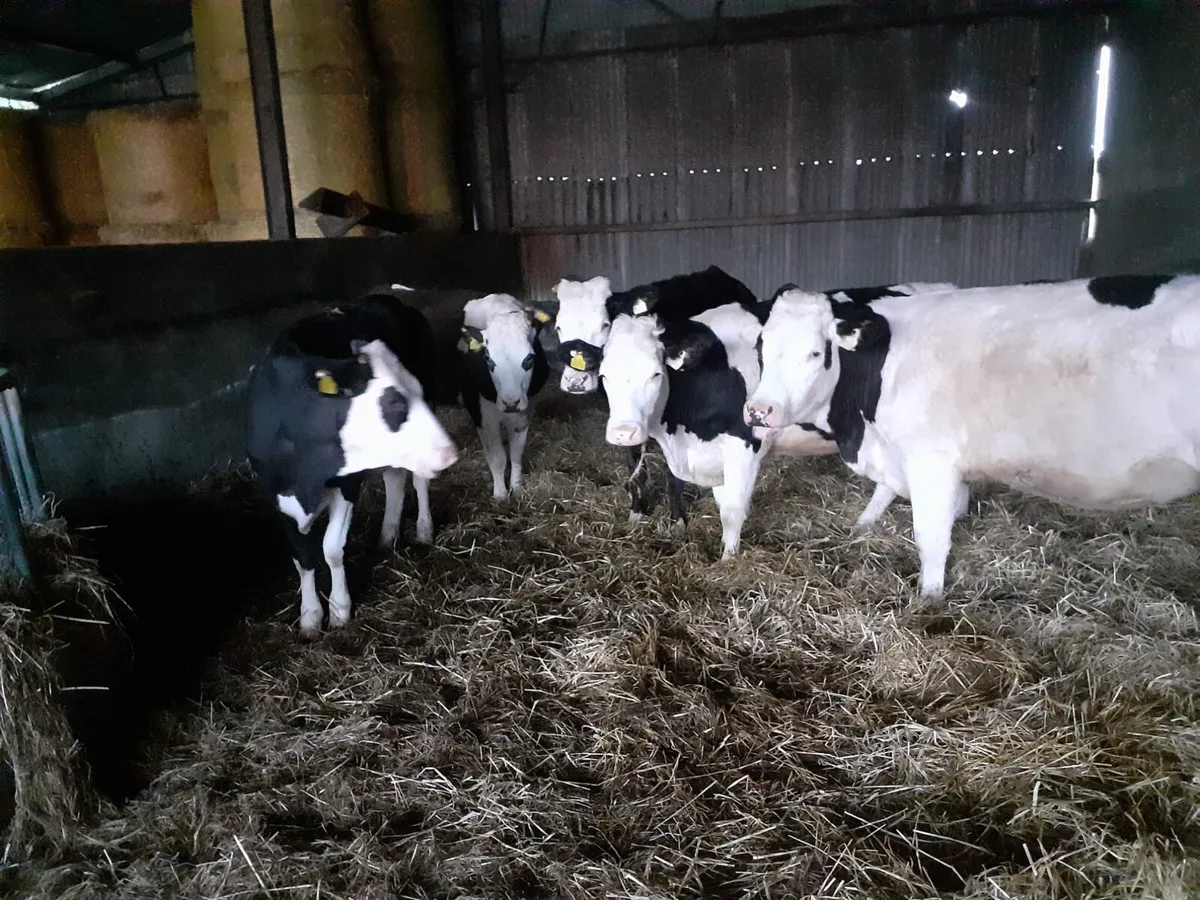 10 24Month Cattle - Image 1