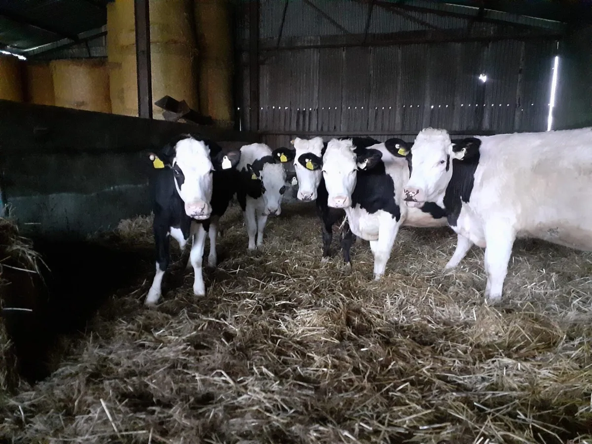 10 24Month Cattle - Image 2