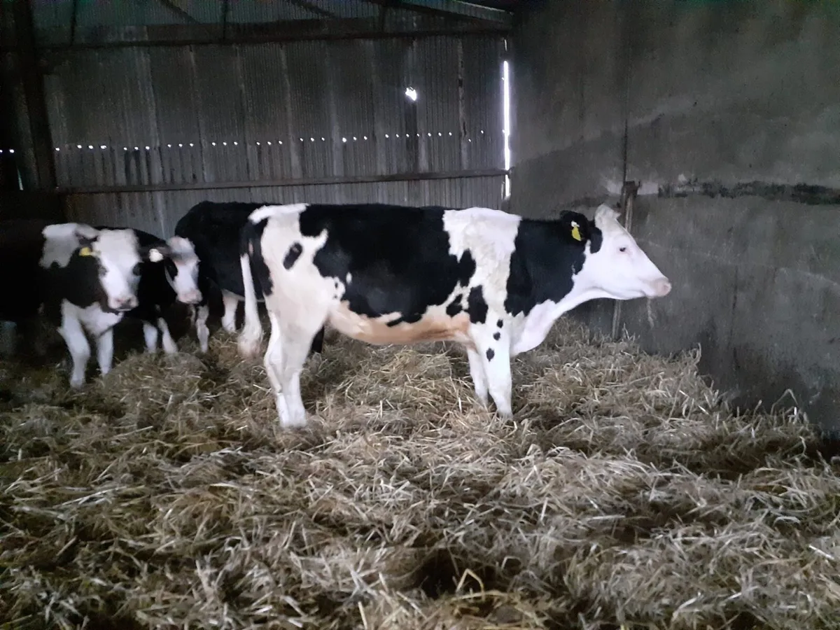 10 24Month Cattle - Image 3