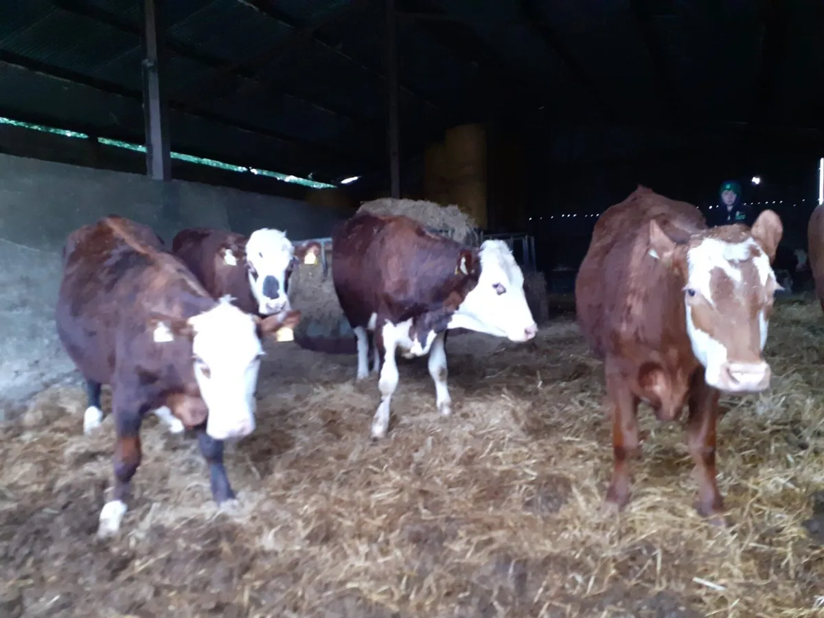 10 24Month Cattle - Image 4